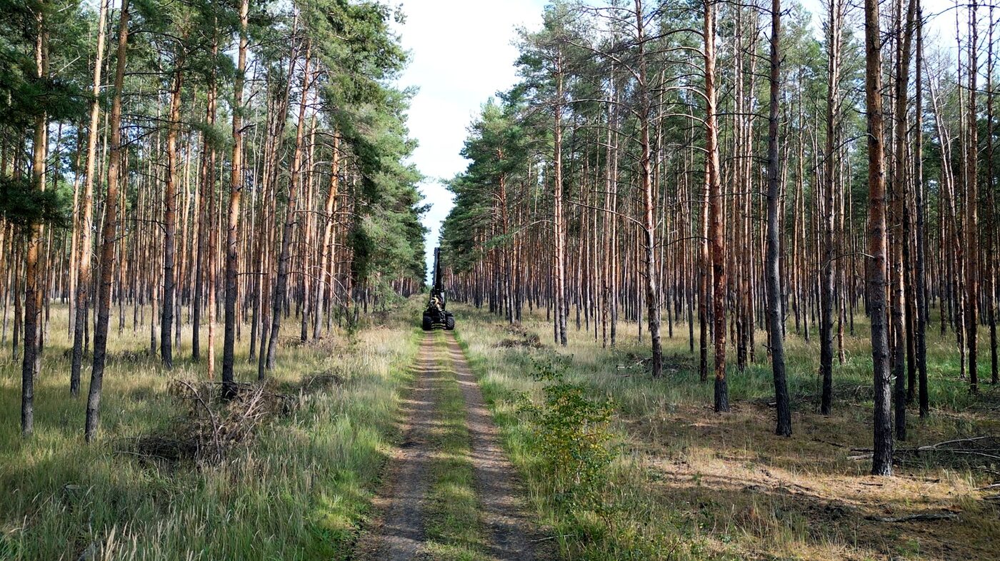 Forstweg zwischen Kiefernbeständen