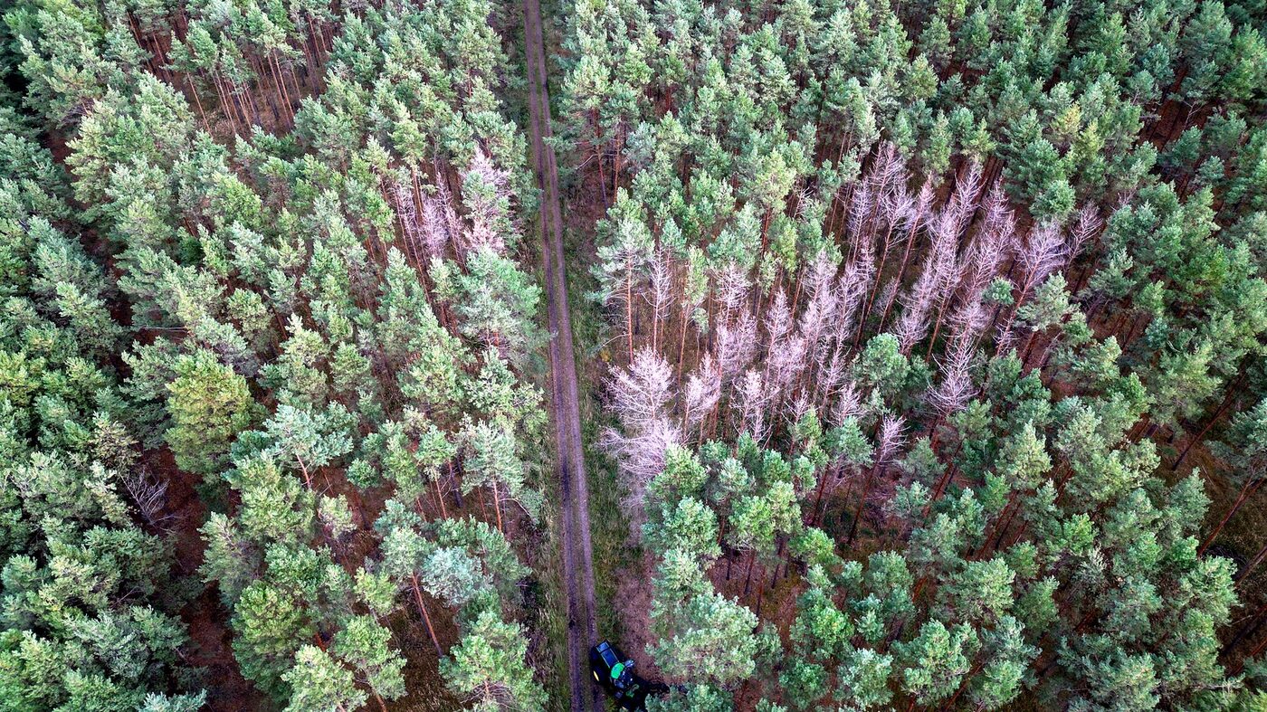 Käferholz Monitoring